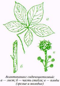 Акантопанакс сидячецветковый: лист, часть стебля, плоды (зрелые и молодые)