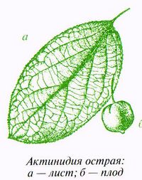 Актинидия острая: лист, плод