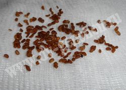 Очищенные от мякоти семена аралии