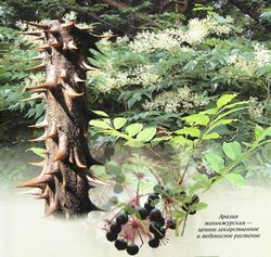 Аралия маньчжурская - ценное лекарственное и медоносное растение