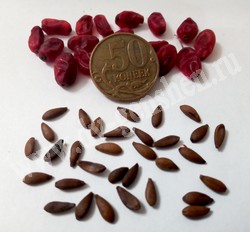 Семена барбариса