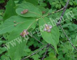 Бересклет малоцветковый – Euonymus pauciflora Maxim.