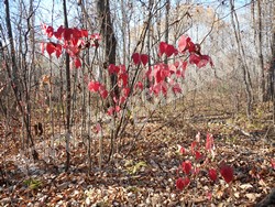 Осенняя окраска листьев бересклета малоцветкового