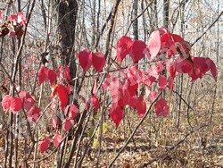 Красно-розовая окраска листьев бересклета малоцветкового