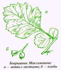 Боярышник Максимовича (Crataegus maximowiczii C.K. Schneid.)