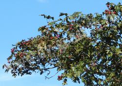 Крона взрослого дерева со зрелыми плодами