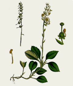 Боровая матка (ортилия однобокая) – Orthilia secunda (L.) House
