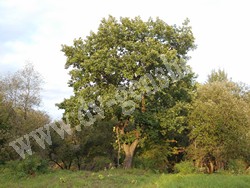 Дуб монгольский — Quercus mongolica Fisch ex Turcz.