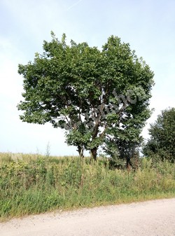 Дуб монгольский — Quercus mongolica Fisch ex Turcz.