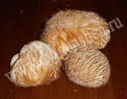 Сушёный гриб ежевик гребенчатый (грибная лапша, дедова борода)