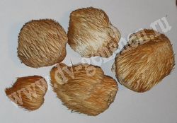 Сушёный ежевик гребенчатый (грибная лапша, дедова борода)