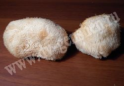 Свежесобранный гриб ежевик гребенчатый (грибная лапша, дедова борода)