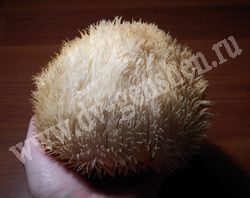 Свежесобранный гриб ежевик гребенчатый (грибная лапша, дедова борода)
