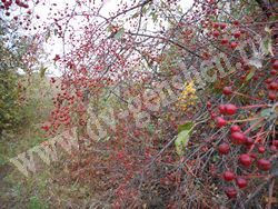 Зрелые плоды яблони ягодной