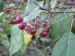 Яблоня ягодная (сибирская, Палласа) – Malus baccata (L.) Borkh.