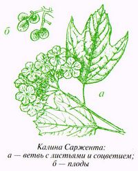 Калина Саржента (Viburnum sargentii Koehne)