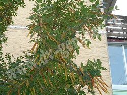 Карагана древовидная (акация желтая) — Caragana arborescens Lam.