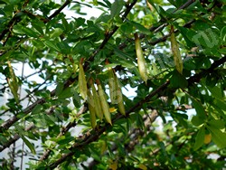 Карагана уссурийская — Caragana ussuriensis (Regel) Pojark.