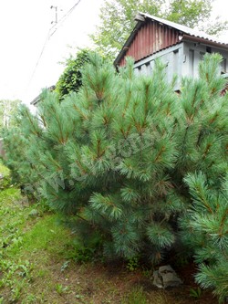 Сосна стланиковая (кедровый стланик) – Pinus pumila (Pall.) Rgl.