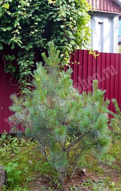 Сосна стланиковая (кедровый стланик) – Pinus pumila (Pall.) Rgl.