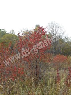 Цвет осенней листвы клена гиннала (приречного)
