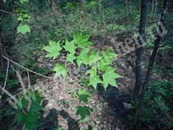 Листья клена мелколистного (моно)