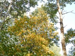 Жёлтая окраска листьев клёна зеленокорого осенью