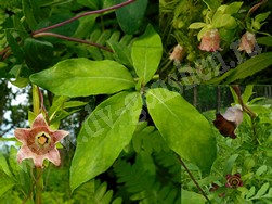 Кодонопсис уссурийский – Codonopsis ussuriensis (Rupr. & Maxim.) Hemsl.