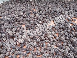 Зрелые плоды ореха маньчжурского