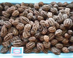 Зрелые плоды ореха маньчжурского