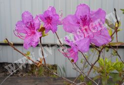 Цветки рододендрона даурского