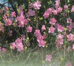 Рододендрон даурский (Rhododendron dauricum L.)