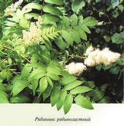 Рябинник рябинолистный — Sorbaria sorbifolia (L.) A. Br.