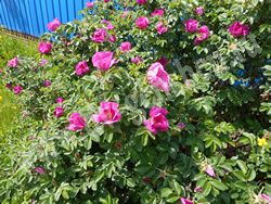 Шиповник морщинистый (роза морщинистая) – Rosa rugosa Thunb.