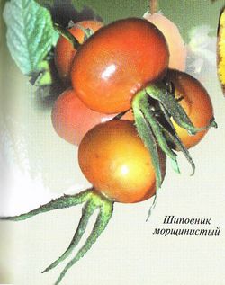 Шиповник морщинистый (Rosa rugosa Thunb.)