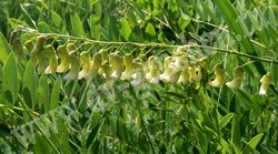 Софора желтоватая (желтеющая) – Sophora flavescens Ait.