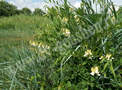 Софора желтоватая (желтеющая) – Sophora flavescens Ait.