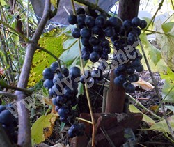 Ягоды винограда Альфа