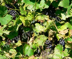 Ягоды винограда Альфа