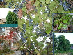 Виноград амурский — Vitis amurensis Rupr.