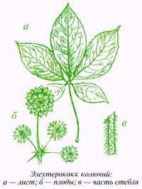 Элеутерококк колючий: лист, плоды, часть стебля