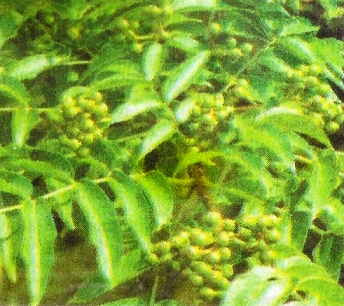 Плоды бархата амурского