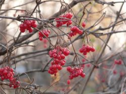 Осенняя ягода калины Саржента
