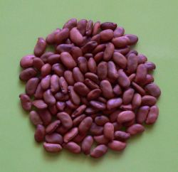 Семена маакии амурской (акации Маака)