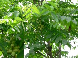 Молодые плоды ореха маньчжурского