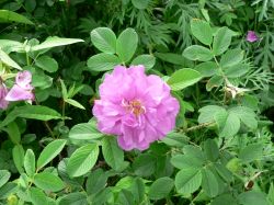 Роза морщинистая – Шиповник морщинистый
