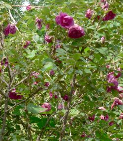 Шиповник морщинистый (роза морщинистая) – Rosa rugosa Thunb.
