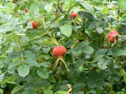 Плоды шиповника морщинистого (розы морщинистой)