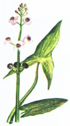Стрелолист стрелолистный (обыкновенный) - Sagittaria sagittifolia