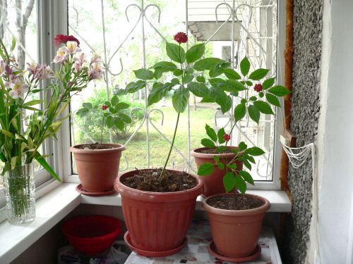 Можно ли в домашних условиях выращивать женьшень?